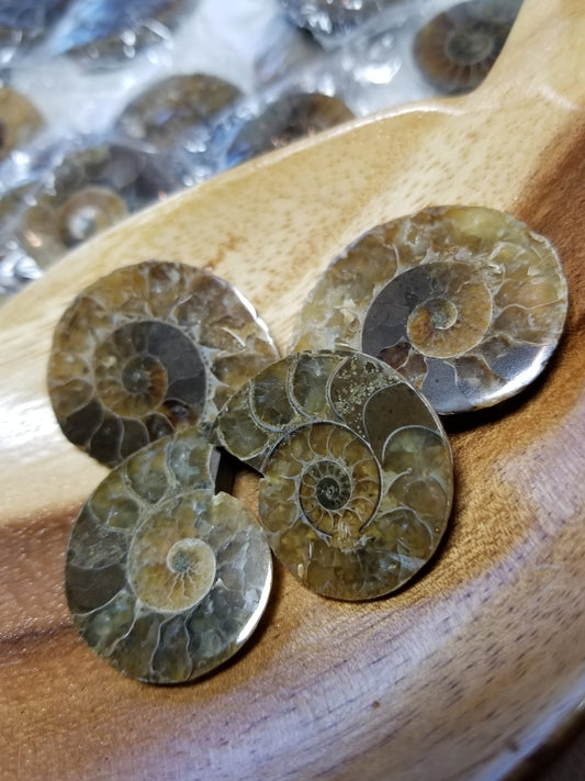 Pair of Ammonite Specimens
