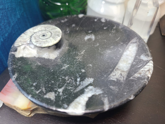 Ammonite/Orthoceras Fossil Dish